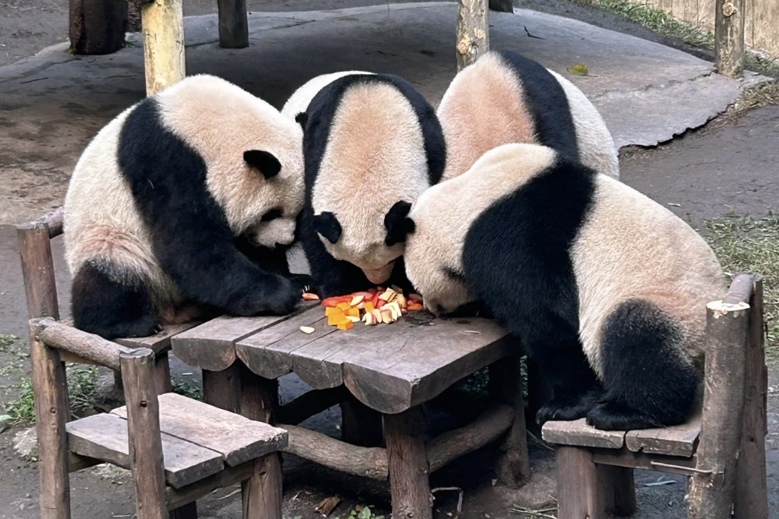 Chongqing Zoo